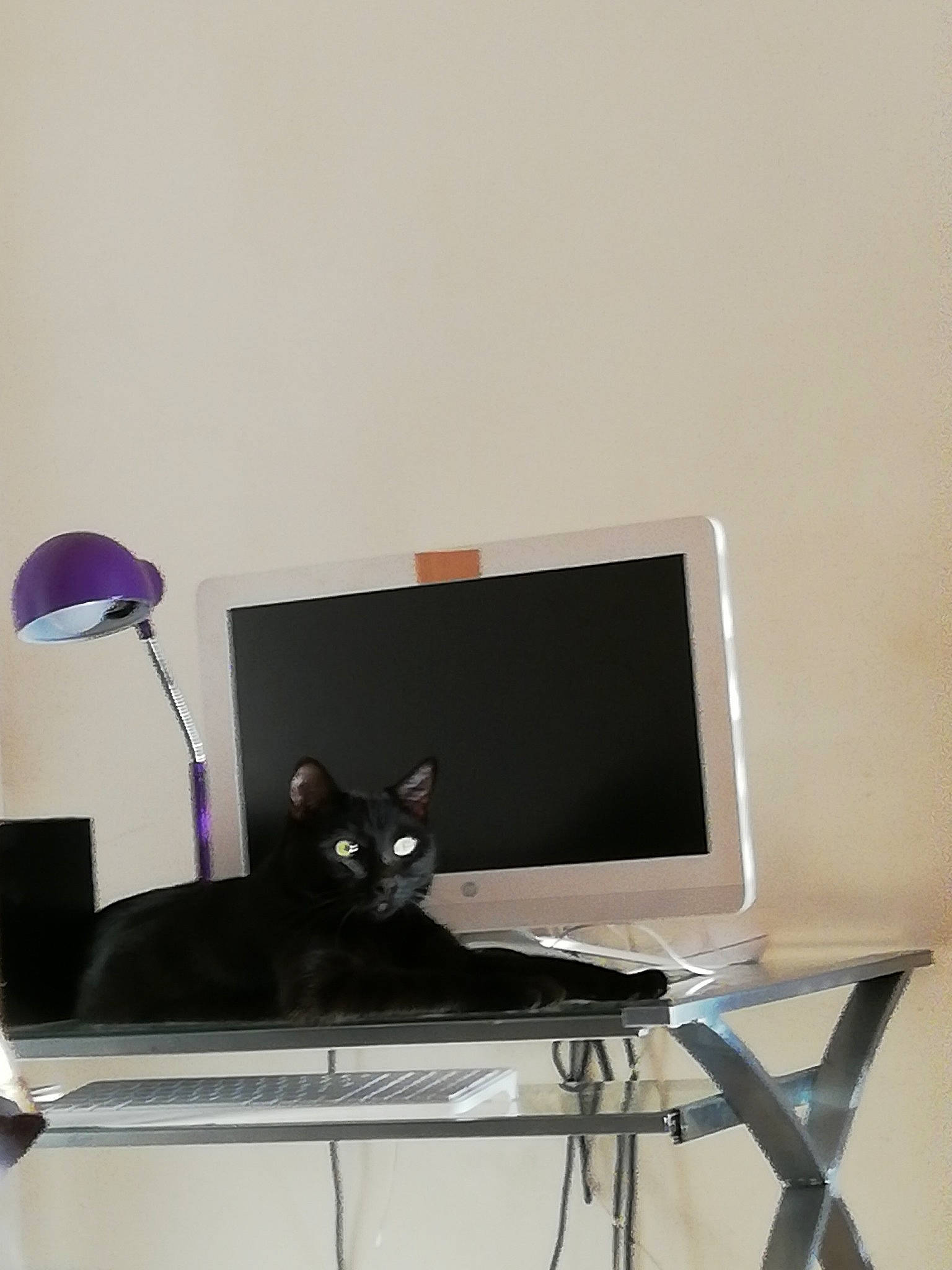 Sasuke participe au concours pour gagner de l'argent avec cette photo : carnivore, cat, computer, computer_desk, computer_monitor_accessory, desk, desktop_computer, electronic_instrument, felidae, gadget, laptop, netbook, office_supplies, output_device, peripheral, personal_computer, small_to_medium_sized_cats, table, technology, whiskers