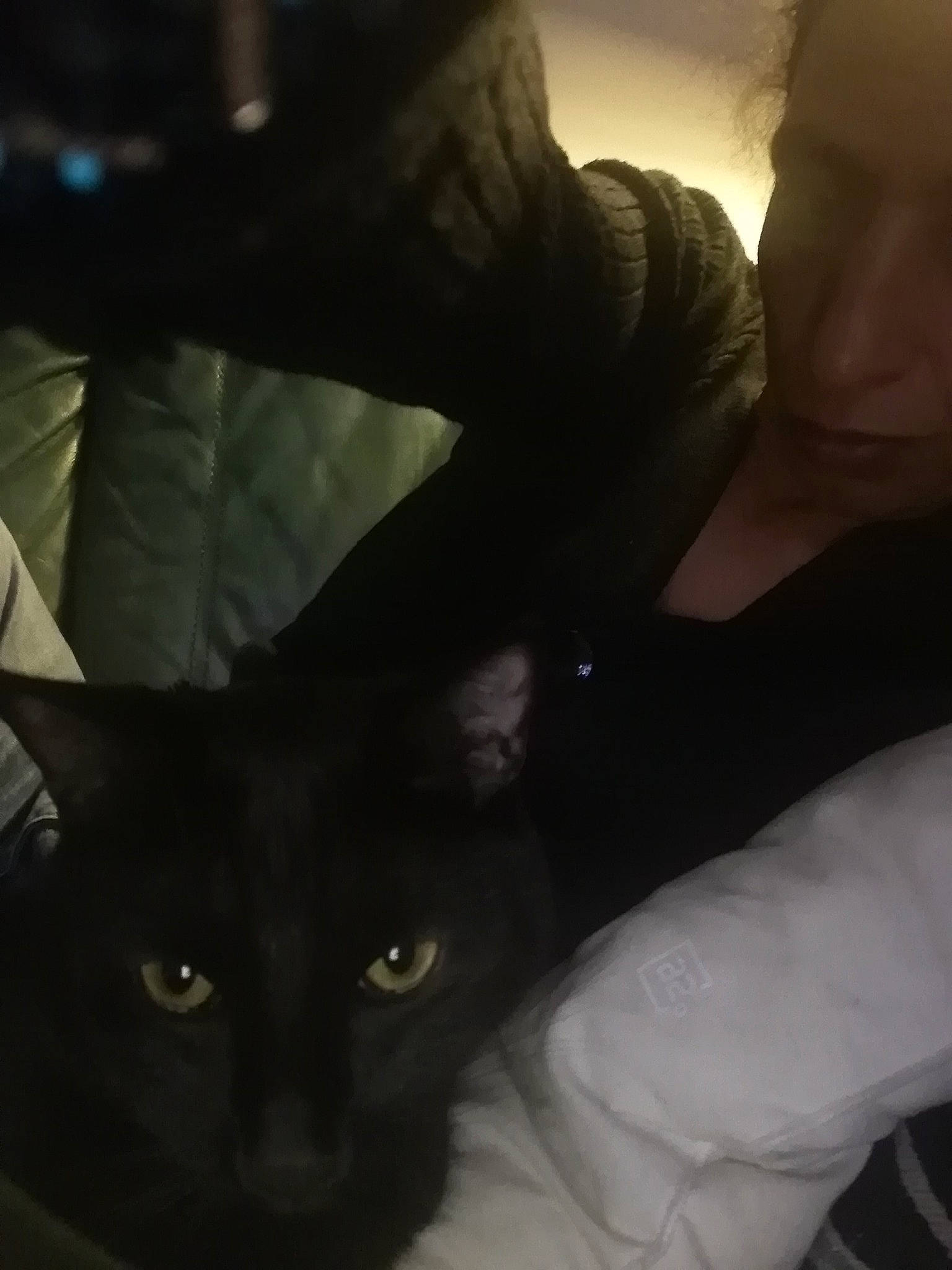 Sasuke participe au concours pour gagner de l'argent avec cette photo : black_cat, carnivore, cat, chest, comfort, darkness, domestic_short_haired_cat, ear, elbow, felidae, fur, gesture, nail, sitting, small_to_medium_sized_cats, snout, t_shirt, whiskers, wrist