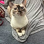 cat, blue_eyes, curious, sitting, gray_blanket, soft_texture, indoor, pet, animal, whiskers, fur, paws, looking_up, cozy, close_up, cute, domestic_cat, relaxed, feline, resting