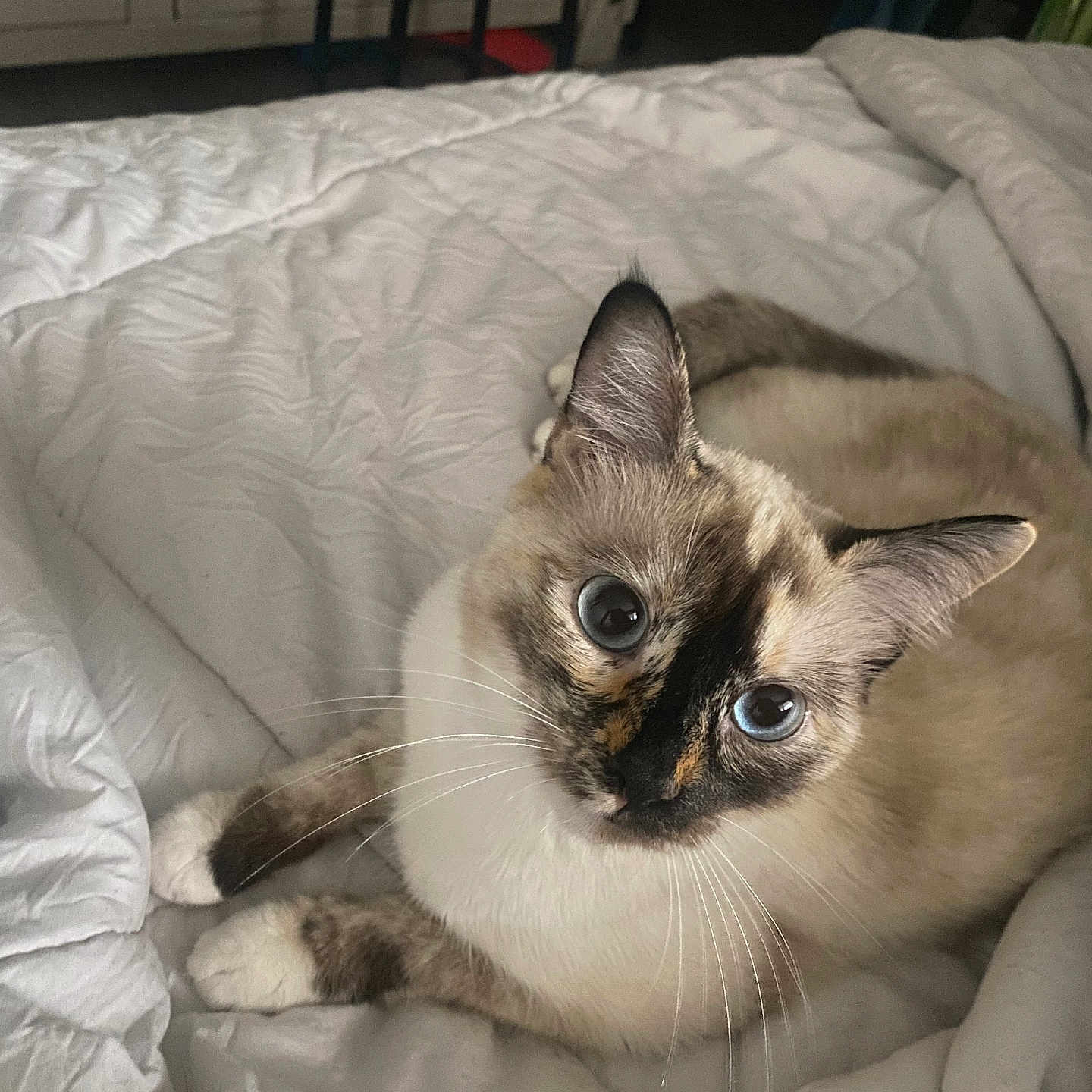 Leche Lechita joined the competition — help win amazing prizes! animal_face, bedroom, blue_eyes, cat, close_up, cozy, curious, cute, domestic_animal, ear, feline, fur, indoor, laying_down, pet, relaxed, resting, soft_texture, whiskers, white_blanket