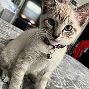 Quin joined the competition — help win amazing prizes! kitten, cat, blue_eyes, collar, bell, whiskers, fur, pet, indoor, bed, blanket, close_up, animal, cute, young, portrait, domestic, feline, curious, soft