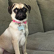 Papas joined the competition — help win amazing prizes! dog, pug, pet, animal, collar, tag, indoor, couch, furniture, cute, small_dog, alert, sitting, face, fur, brown, black, eyes, tongue, nose