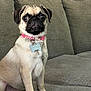 dog, pug, pet, animal, collar, tag, indoor, couch, furniture, cute, small_dog, alert, sitting, face, fur, brown, black, eyes, tongue, nose