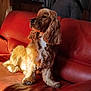 animal, brown, canine, cocker_spaniel, companion, cute, dog, domestic_animal, fur, furniture, indoor, leather_couch, long_ears, pet, portrait, red_couch, relaxing, resting, side_view, sunlight