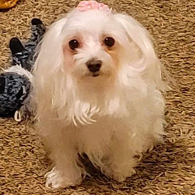 Daisy Mae