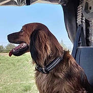 Bear is registered to the contest to win money with this photo: animal, brown_dog, canine, collar, daylight, dog, greenery, happy, long_hair, looking_out, nature, outdoor_view, pet, seat, side_view, sky, tongue_out, travel, vehicle_interior, window