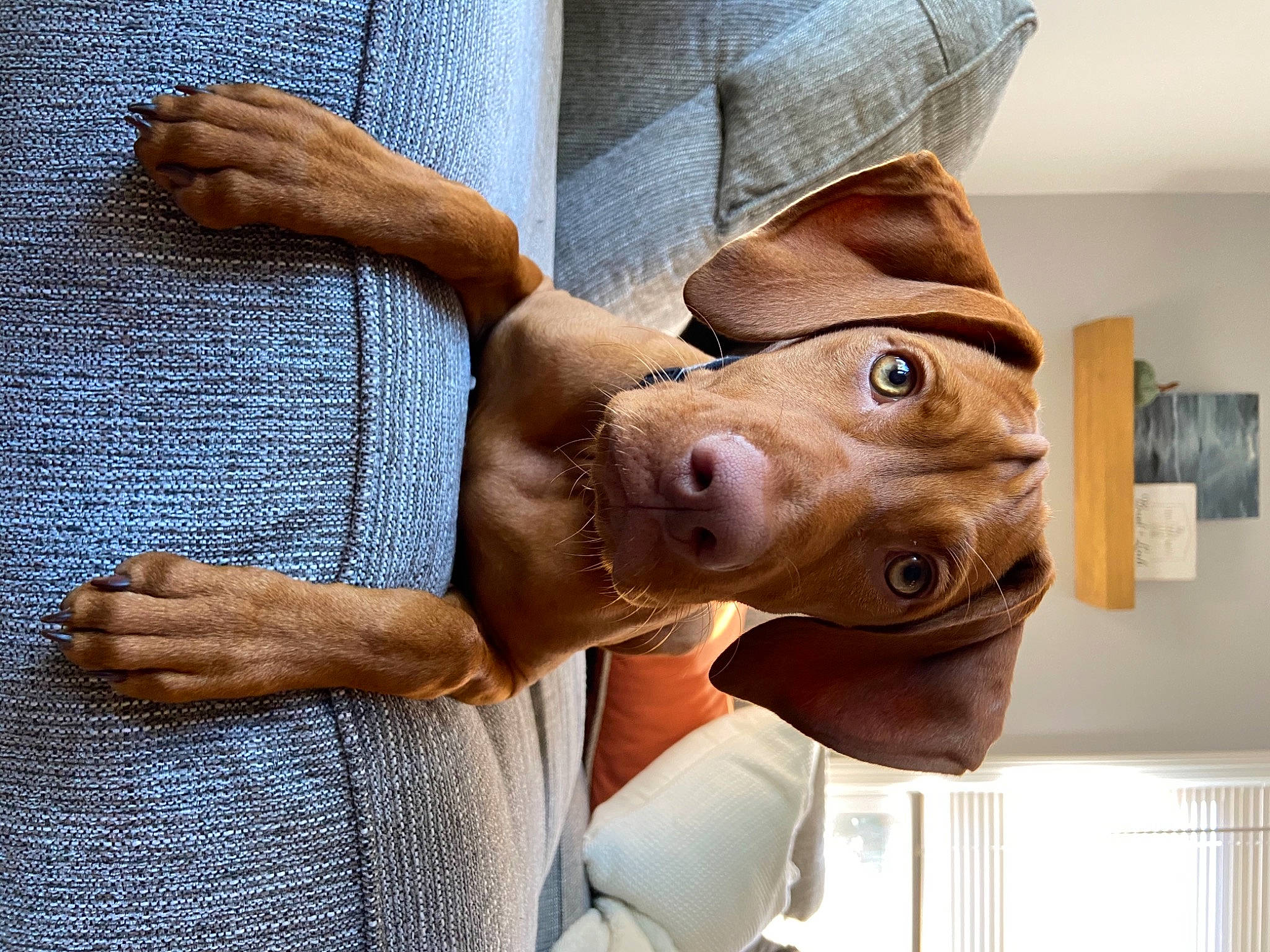 Piper joined the competition — help win amazing prizes! art, carnivore, clothing, collar, denim, dog, dress_shirt, electric_blue, fashion_accessory, fawn, gesture, sculpture, sleeve, street_fashion, textile, thumb, window, wood, working_animal, wrist