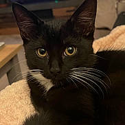 Jeremy is registered to the contest to win money with this photo: animal, black_cat, blanket, cat, close_up, cozy, curious, domestic_animal, ears, eyes, face, feline, indoor, mammal, pet, relaxed, soft_texture, tuxedo_cat, whiskers, white_whiskers