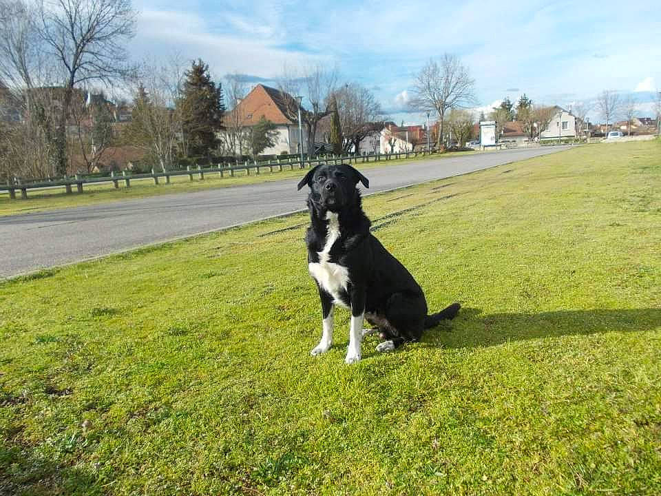 Hip-hop participe au concours pour gagner de l'argent avec cette photo : american_staffordshire_terrier, borador, border_collie, canidae, carnivore, dog, dog_breed, grass, great_dane, guard_dog, lawn, mammal, non_sporting_group, obedience_training, plant, sporting_group, stabyhoun, tail, vertebrate, working_dog