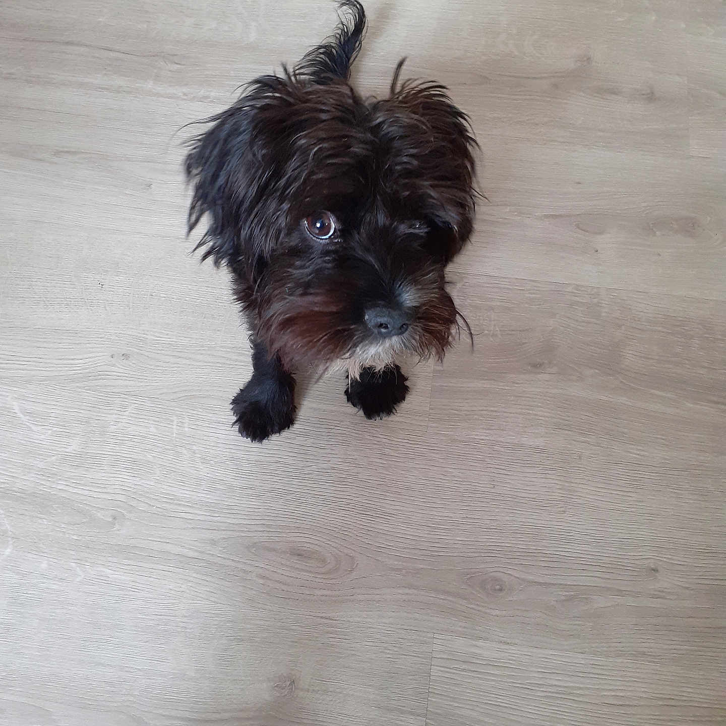 Tiky a rejoint le concours — aidez-le/la à gagner de superbes lots ! adorable, animal, black_dog, canine, companion, curious, cute, dog, domestic_animal, floor, fluffy, fur, indoor, looking_up, pet, portrait, puppy, small_dog, whiskers, wood_floor