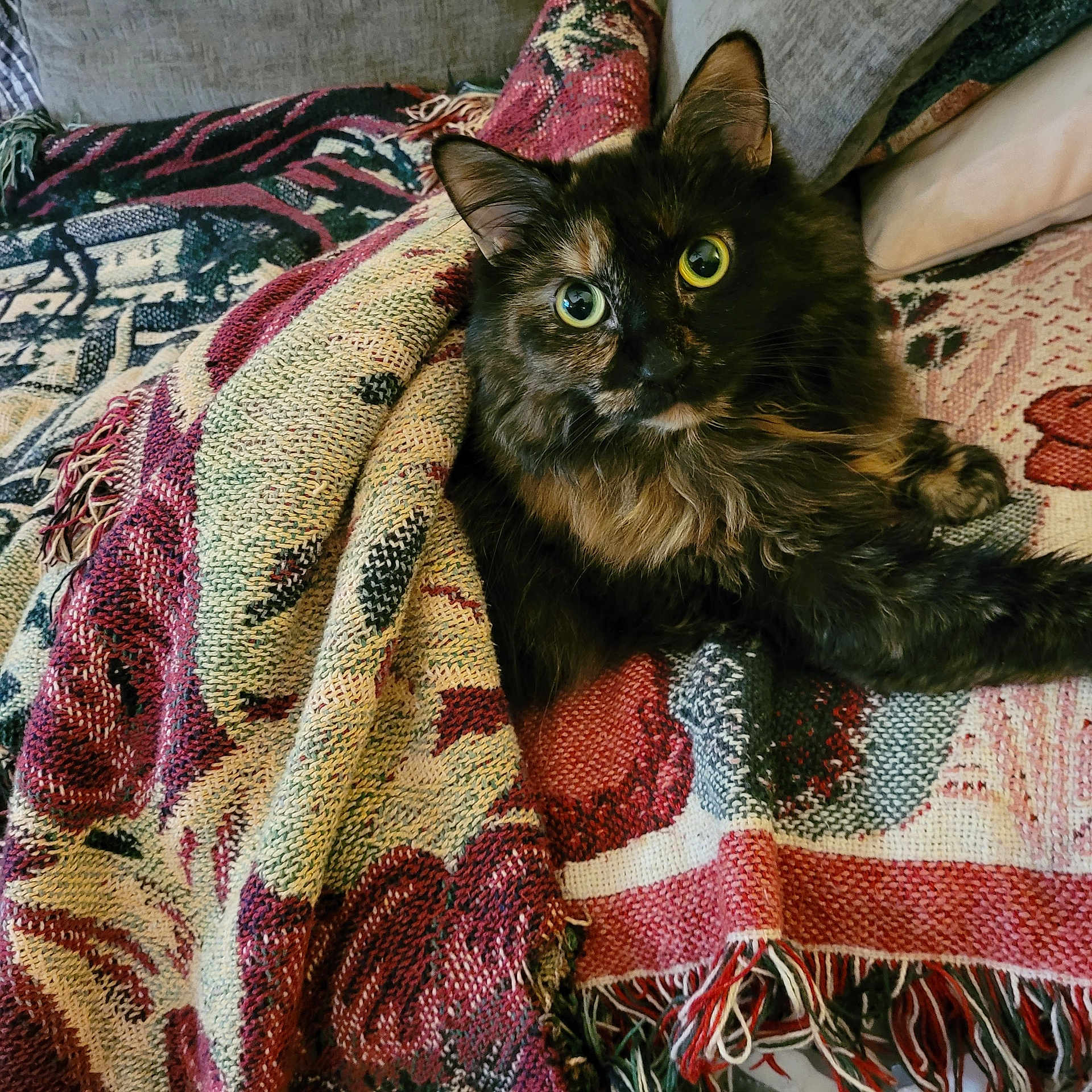 Goldie joined the competition — help win amazing prizes! cat, tortoiseshell, fluffy, blanket, woven, cozy, couch, indoor, pet, curious, wide_eyes, feline, fur, relaxing, home, patterned, colorful, resting, cute, animal