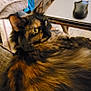 Goldie is registered to the contest to win money with this photo: cat, tortoiseshell, fluffy, lounging, couch, blanket, pillow, table, laptop, computer_mouse, indoor, cozy, furniture, pet, relaxed, fur, animal, home, domestic, hand