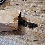Goldie joined the competition — help win amazing prizes! cat, tail, paper_bag, wooden_floor, indoor, pet, hiding, playful, crumpled_bag, flooring, stroller_wheel, rug, fluffy_tail, domestic_cat, brown_paper, shadow, wood_texture, home, animal, curious