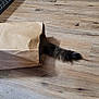 cat, tail, paper_bag, wooden_floor, indoor, pet, hiding, playful, crumpled_bag, flooring, stroller_wheel, rug, fluffy_tail, domestic_cat, brown_paper, shadow, wood_texture, home, animal, curious