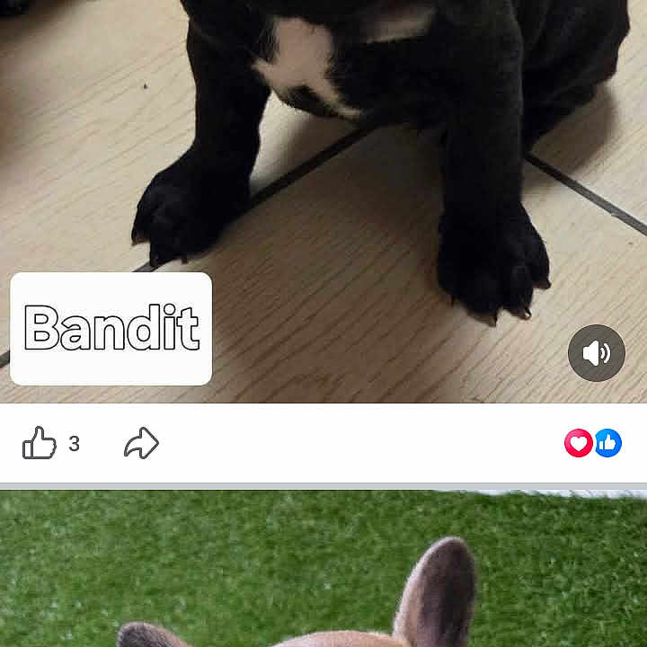 Bandit participe au concours pour gagner de l'argent avec cette photo : dog, puppy, french_bulldog, black_dog, tan_dog, sitting, portrait, close_up, large_ears, short_muzzle, white_chest, grass, tile_floor, indoor, outdoor, social_media, phone_screenshot, pet, cute, animal