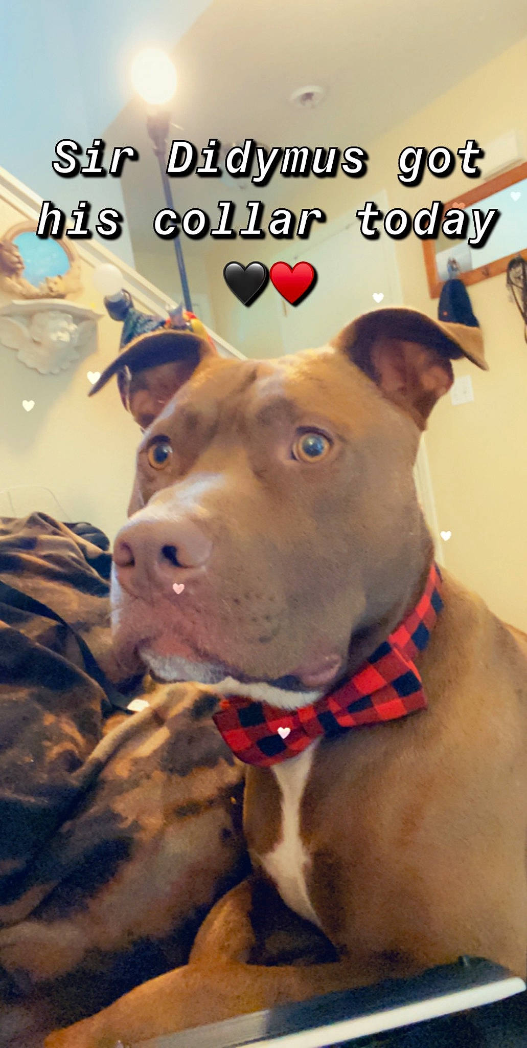 Sir Didymus is registered to the contest to win money with this photo: art, canidae, carnivore, collar, companion_dog, dog, dog_breed, dog_collar, dog_supply, fawn, font, liver, mammal, pet_supply, photo_caption, poster, snout, sporting_group, whiskers, working_animal