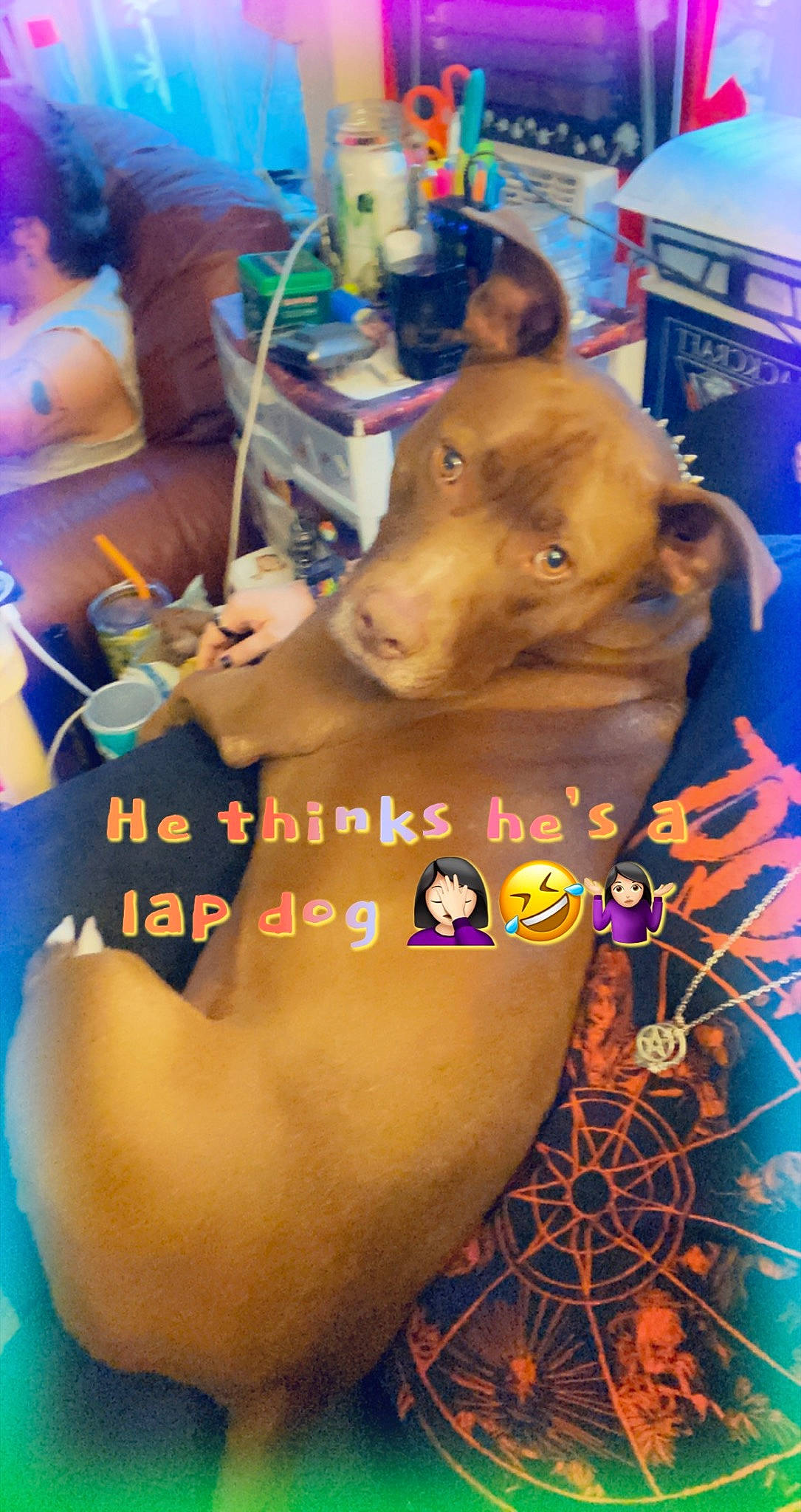 Sir Didymus joined the competition — help win amazing prizes! abdomen, barechested, chest, finger, flesh, font, fun, jewellery, leisure, mouth, nail, organism, photo_caption, selfie, snout, thigh, toy, trunk, visual_arts, working_animal