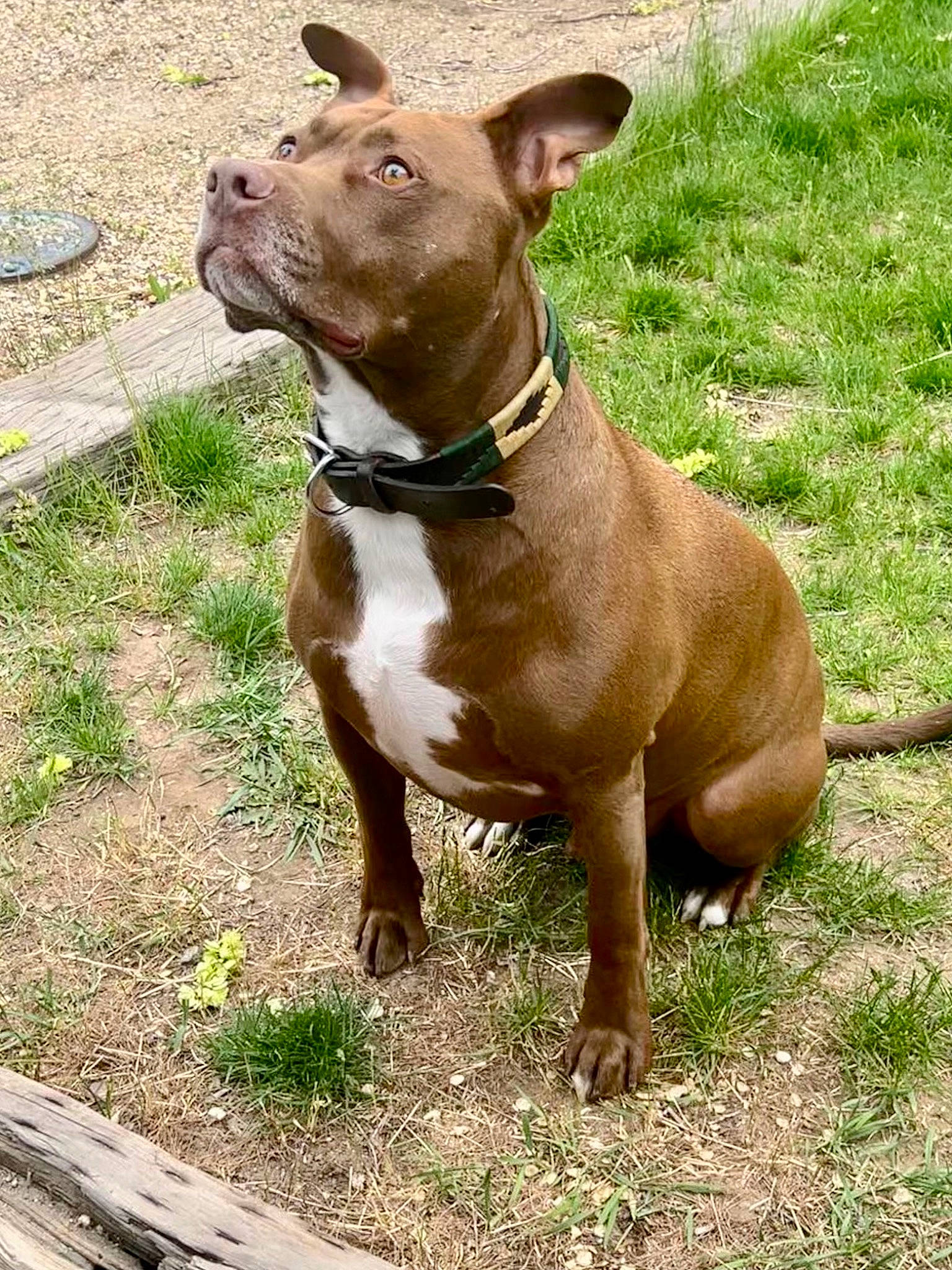 Sir Didymus joined the competition — help win amazing prizes! canidae, canis_panther, carnivore, collar, companion_dog, dog, dog_breed, dog_collar, dog_supply, fashion_accessory, fawn, leash, liver, pet_supply, snout, sporting_group, terrestrial_animal, whiskers, working_animal, working_dog