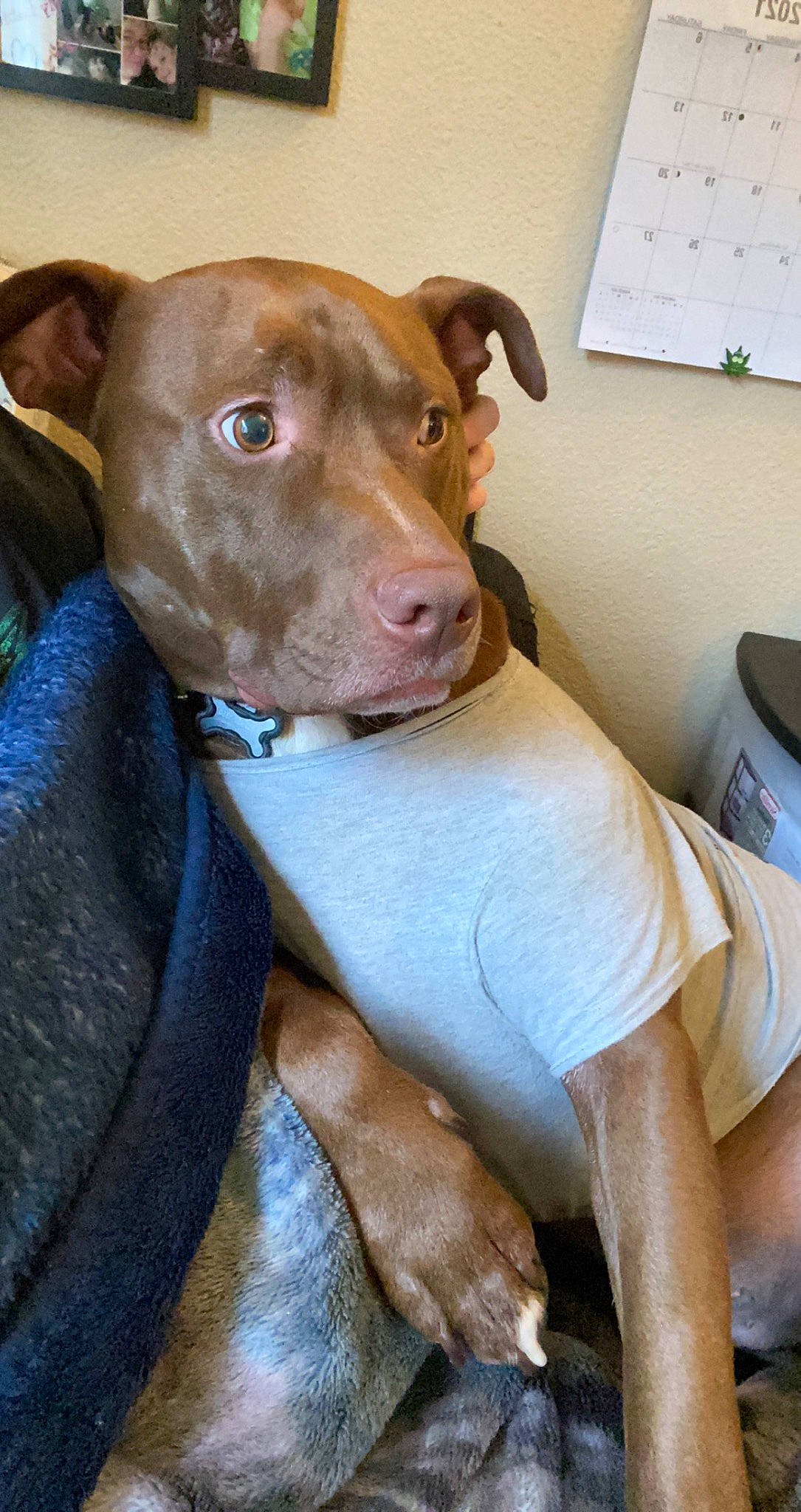 Sir Didymus joined the competition — help win amazing prizes! canidae, carnivore, collar, comfort, companion_dog, dog, dog_breed, dog_collar, dog_supply, fawn, fur, hunting_dog, liver, non_sporting_group, peripheral, pet_supply, snout, sporting_group, whiskers, working_animal