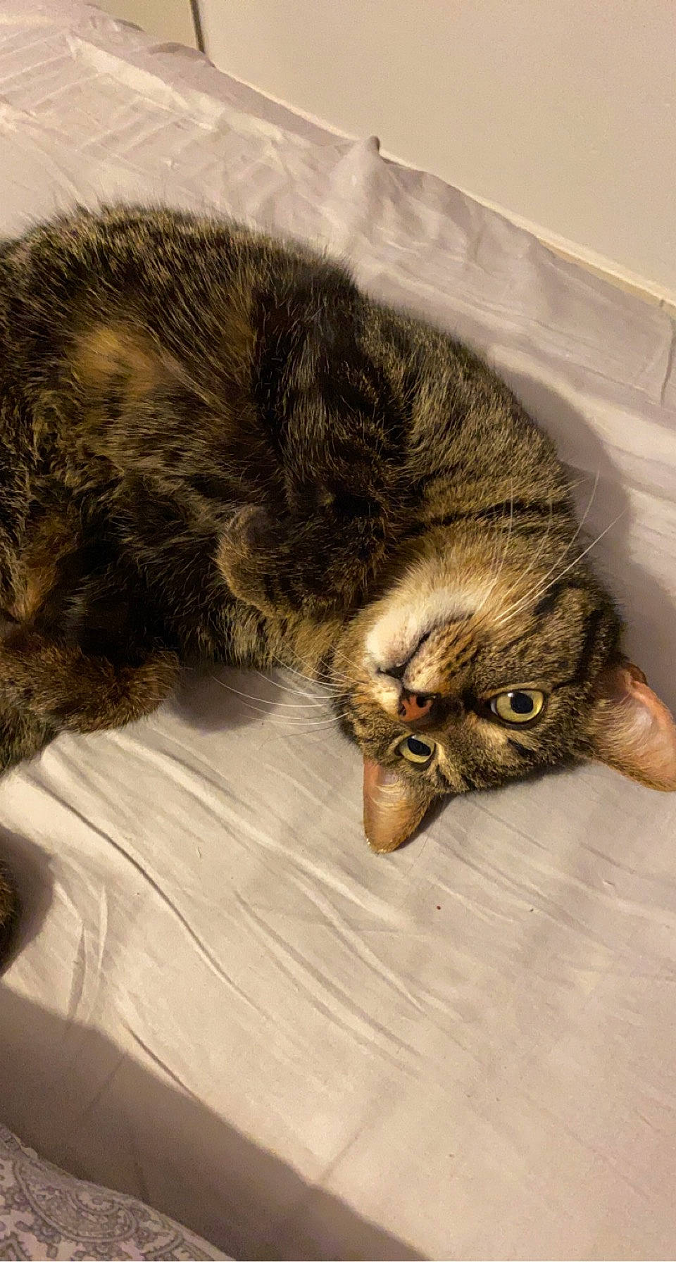 Birdy a rejoint le concours — aidez-le/la à gagner de superbes lots ! carnivore, cat, claw, comfort, domestic_short_haired_cat, felidae, fur, nap, paw, sleep, small_to_medium_sized_cats, snout, tail, terrestrial_animal, whiskers