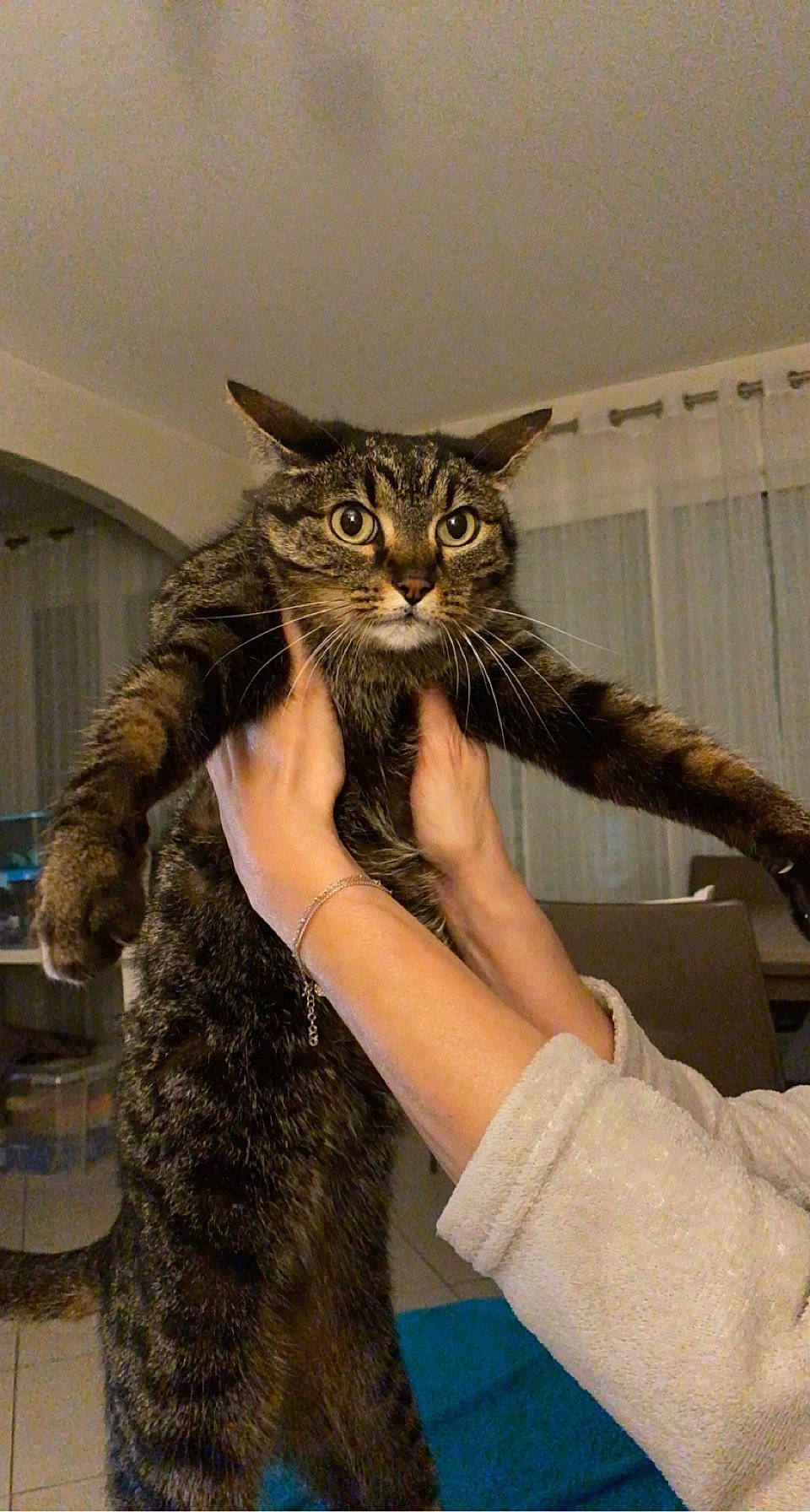 Birdy participe au concours pour gagner de l'argent avec cette photo : carnivore, cat, claw, domestic_short_haired_cat, eyewear, felidae, fur, gesture, human_leg, iris, pattern, small_to_medium_sized_cats, snout, tail, terrestrial_animal, thigh, tree, whiskers, wildlife