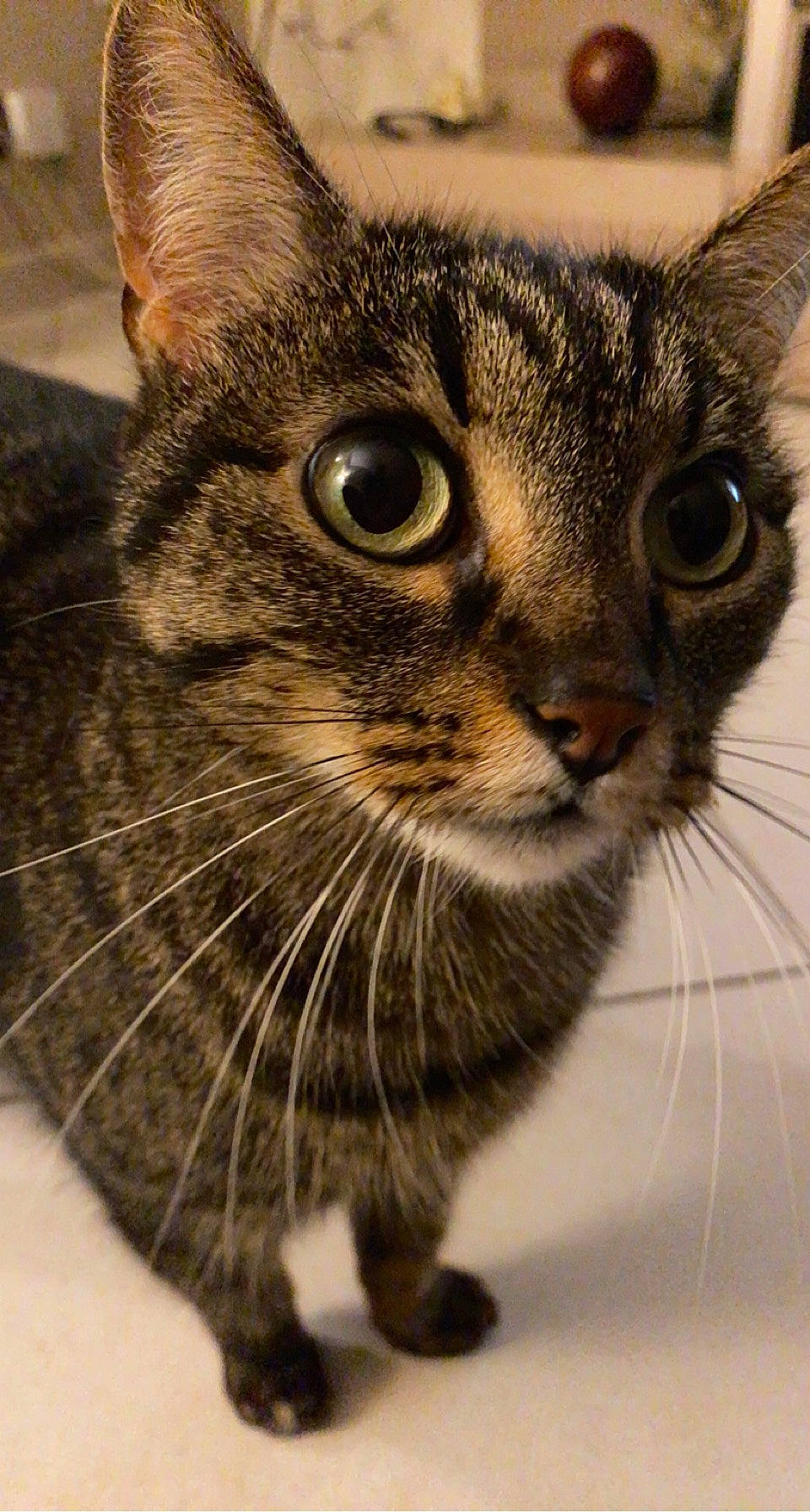 Birdy participe au concours pour gagner de l'argent avec cette photo : carnivore, cat, close_up, domestic_short_haired_cat, felidae, fur, grass, iris, photography, small_to_medium_sized_cats, snout, terrestrial_animal, whiskers, wildlife, window