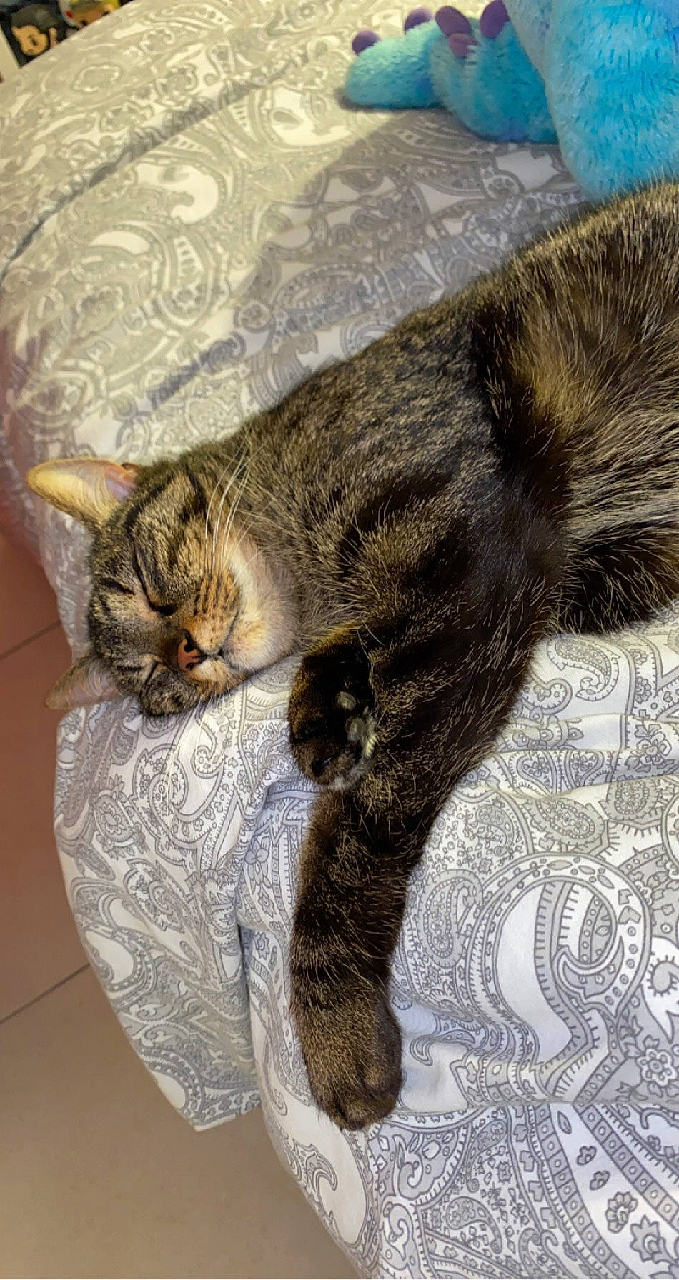 Birdy a rejoint le concours — aidez-le/la à gagner de superbes lots ! art, carnivore, cat, claw, comfort, domestic_short_haired_cat, felidae, flooring, fur, grey, nap, paw, sleep, small_to_medium_sized_cats, snout, tail, terrestrial_animal, whiskers, wildlife, wood