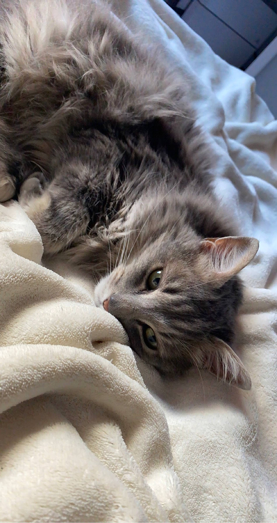 Lilo a rejoint le concours — aidez-le/la à gagner de superbes lots ! bed, british_longhair, carnivore, cat, claw, close_up, comfort, domestic_short_haired_cat, ear, felidae, fur, gesture, grey, nap, paw, sand, small_to_medium_sized_cats, snout, whiskers, wildlife