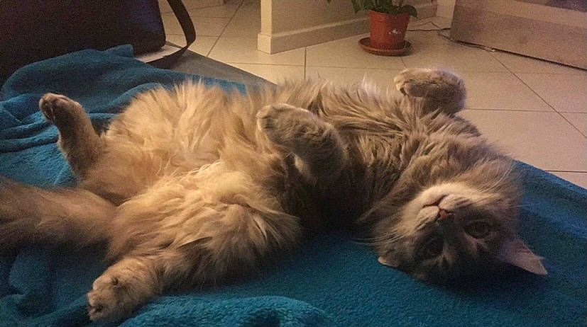 Lilo participe au concours pour gagner de l'argent avec cette photo : carnivore, cat, comfort, companion_dog, dog_breed, fawn, felidae, flooring, flowerpot, fur, hardwood, houseplant, nap, paw, plant, small_to_medium_sized_cats, snout, sporting_group, tail, whiskers