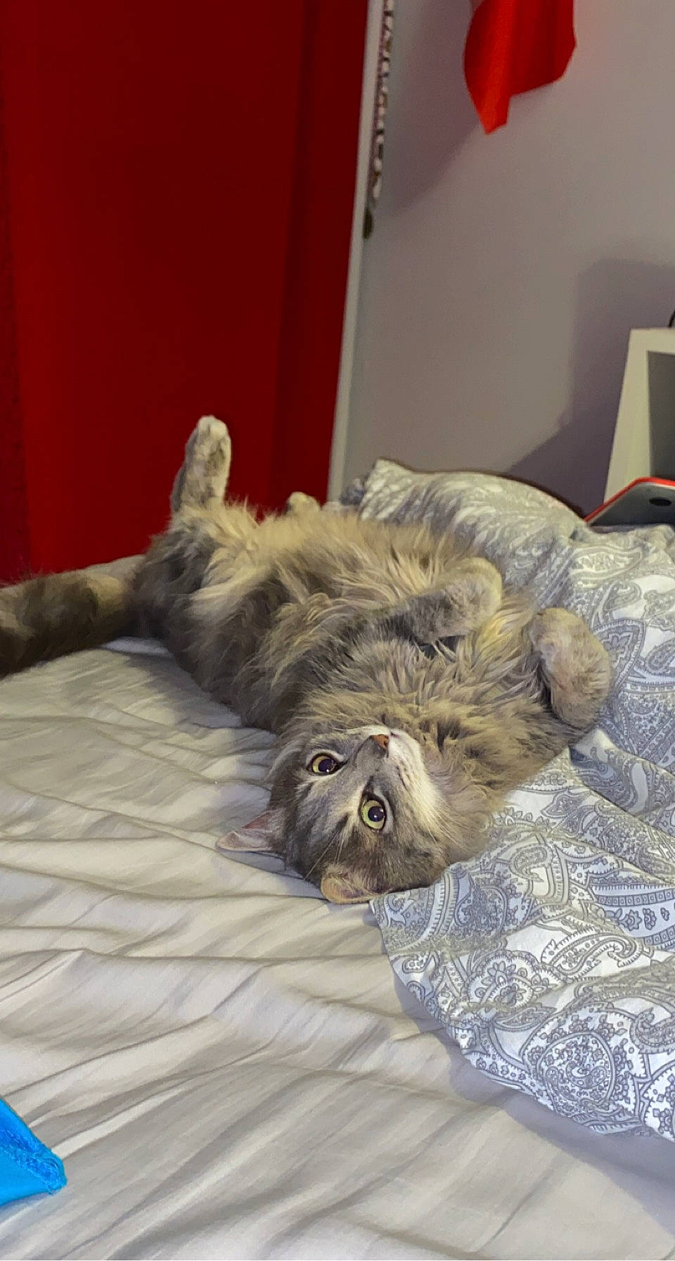 Lilo participe au concours pour gagner de l'argent avec cette photo : bed, bed_sheet, bedding, bedroom, carnivore, cat, comfort, companion_dog, duvet, felidae, fur, furniture, grey, linens, mattress, nap, room, small_to_medium_sized_cats, terrestrial_animal, whiskers