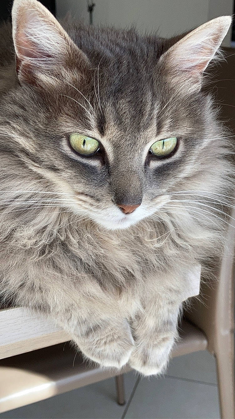 Lilo a rejoint le concours — aidez-le/la à gagner de superbes lots ! box, cardboard, carnivore, cat, cat_supply, domestic_short_haired_cat, felidae, fur, grey, paw, pet_supply, service, shelf, small_to_medium_sized_cats, snout, tail, terrestrial_animal, whiskers