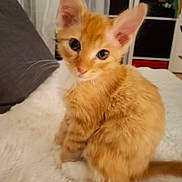 Cookie a rejoint le concours — aidez-le/la à gagner de superbes lots ! kitten, orange_tabby, cat, pet, animal, feline, cute, indoor, fluffy, white_paws, curious, young, small, domestic, fur, whiskers, sitting, soft, household, cozy