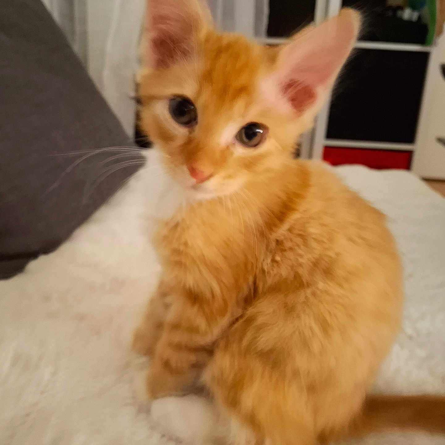 Cookie a rejoint le concours — aidez-le/la à gagner de superbes lots ! animal, cat, cozy, curious, cute, domestic, feline, fluffy, fur, household, indoor, kitten, orange_tabby, pet, sitting, small, soft, whiskers, white_paws, young