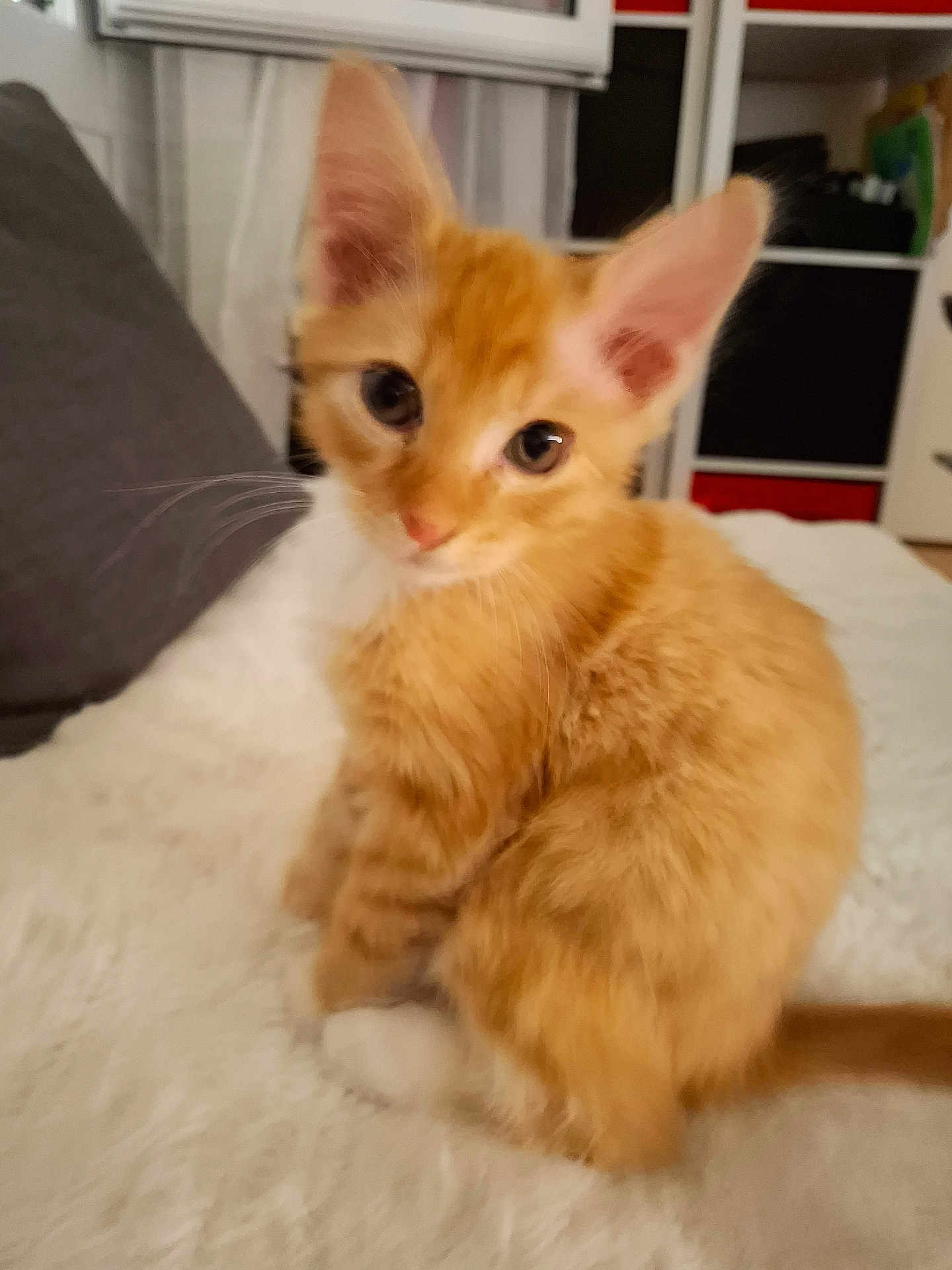 Cookie a rejoint le concours — aidez-le/la à gagner de superbes lots ! kitten, orange_tabby, cat, pet, animal, feline, cute, indoor, fluffy, white_paws, curious, young, small, domestic, fur, whiskers, sitting, soft, household, cozy