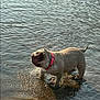 dog, water, animal, wet, shake, collar, outdoor, lake, river, playful, pet, canine, nature, ripples, sand, sunlight, splashes, fun, mammal, daytime