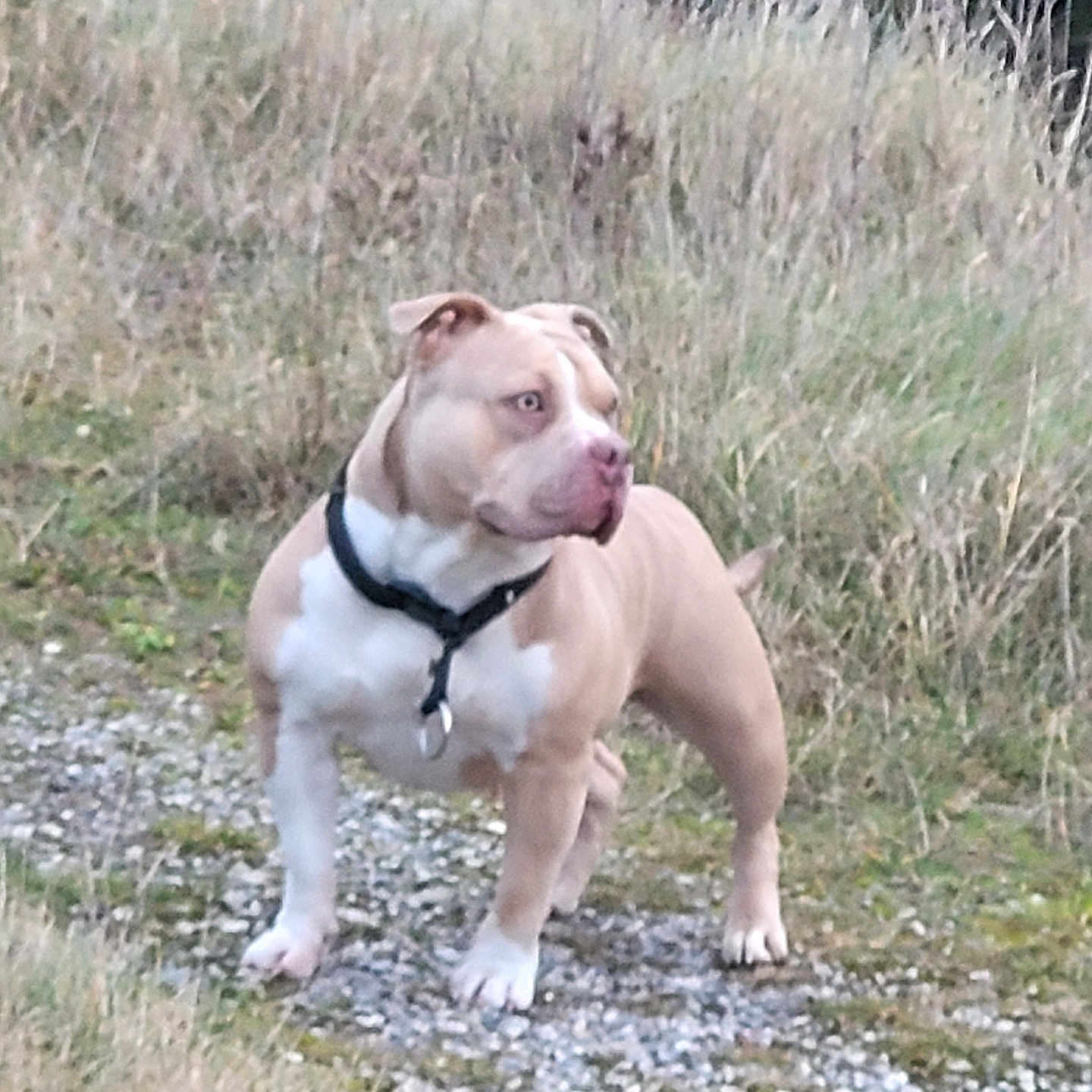 Naya a rejoint le concours — aidez-le/la à gagner de superbes lots ! alert, animal, beige, canine, collar, dog, ears, field, fur, grass, gravel, legs, nature, outdoor, path, paws, pet, snout, standing, white