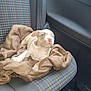 puppy, dog, blanket, car_seat, interior, pet, cozy, cute, animal, fur, young, car, seatbelt, striped, comfort, domestic_animal, small_dog, resting, looking_away, vehicle