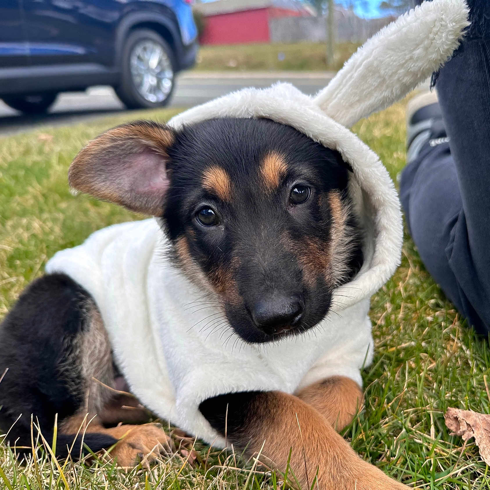 Milo is registered to the contest to win money with this photo: puppy, dog, costume, hoodie, bunny_ears, grass, outdoor, animal, cute, pet, lying_down, black_and_tan, young_dog, canine, portrait, casual, blurred_background, nature, playful, adorable