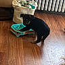 Milo joined the competition — help win amazing prizes! puppy, dog, slow_feeder, water_bowl, wooden_floor, indoor, bag, radiator, black_dog, tan_dog, floor, pet, curious, young_dog, paw, container, home, cozy, animal, cute