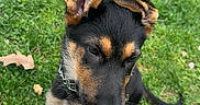 Milo is registered to the contest to win money with this photo: puppy, dog, german_shepherd, paw, licking, hand, grass, outdoor, leaf, playful, pet, animal, canine, young_dog, collar, fur, ears, tongue, nature, cute