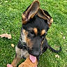 puppy, dog, german_shepherd, paw, licking, hand, grass, outdoor, leaf, playful, pet, animal, canine, young_dog, collar, fur, ears, tongue, nature, cute