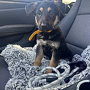 Milo is registered to the contest to win money with this photo: puppy, dog, car_interior, seat, blanket, collar, leash, cute, pet, animal, fur, black_and_tan, window, sunlight, resting, domestic_animal, young_dog, indoor, cozy, car_seat