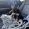 puppy, dog, car_interior, seat, blanket, collar, leash, cute, pet, animal, fur, black_and_tan, window, sunlight, resting, domestic_animal, young_dog, indoor, cozy, car_seat