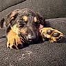 Milo is registered to the contest to win money with this photo: puppy, dog, sleeping, black_fur, tan_fur, paw, close_up, cozy, resting, cute, animal, pet, indoors, couch, furry, adorable, relaxing, snout, young_dog, napping