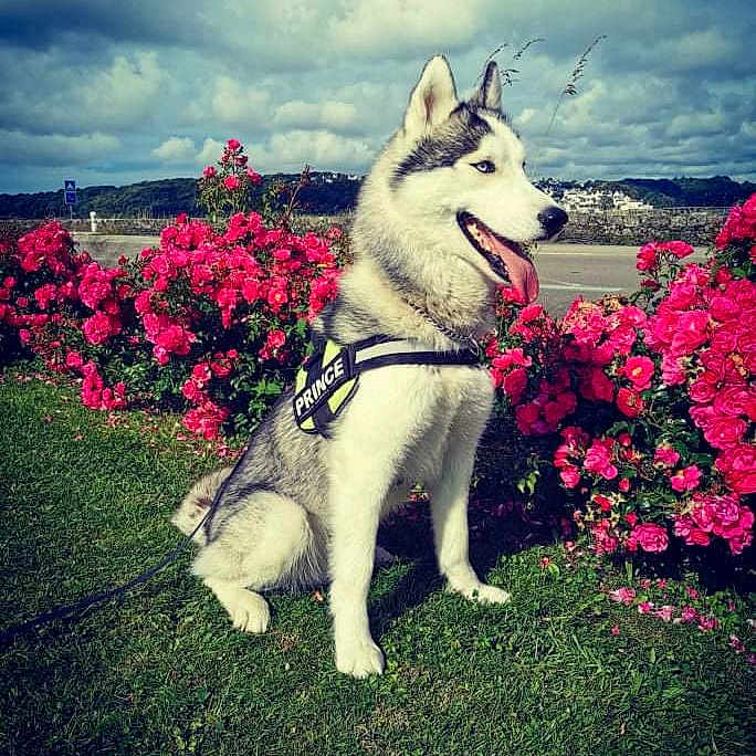 Prince a rejoint le concours — aidez-le/la à gagner de superbes lots ! animal, canine, dog, eskimodog, flower, geranium, grass, herbal, herbs, husky, nature, outdoors, park, pet, petal, plant, pottedplant, puppy, vegetation, whitedog