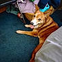 dog, carpet, indoor, basket, clothes, happy, tongue_out, brown_dog, pet, floor, furniture, relaxed, canine, animal, domestic, looking_back, ear_up, resting, home, cozy