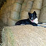dog, hay_bale, barn, animal, black_and_white, resting, tongue_out, stacked_hay, rural, farm, canine, indoor, relaxed, fur, ears, pet, agriculture, nature, friendly, portrait