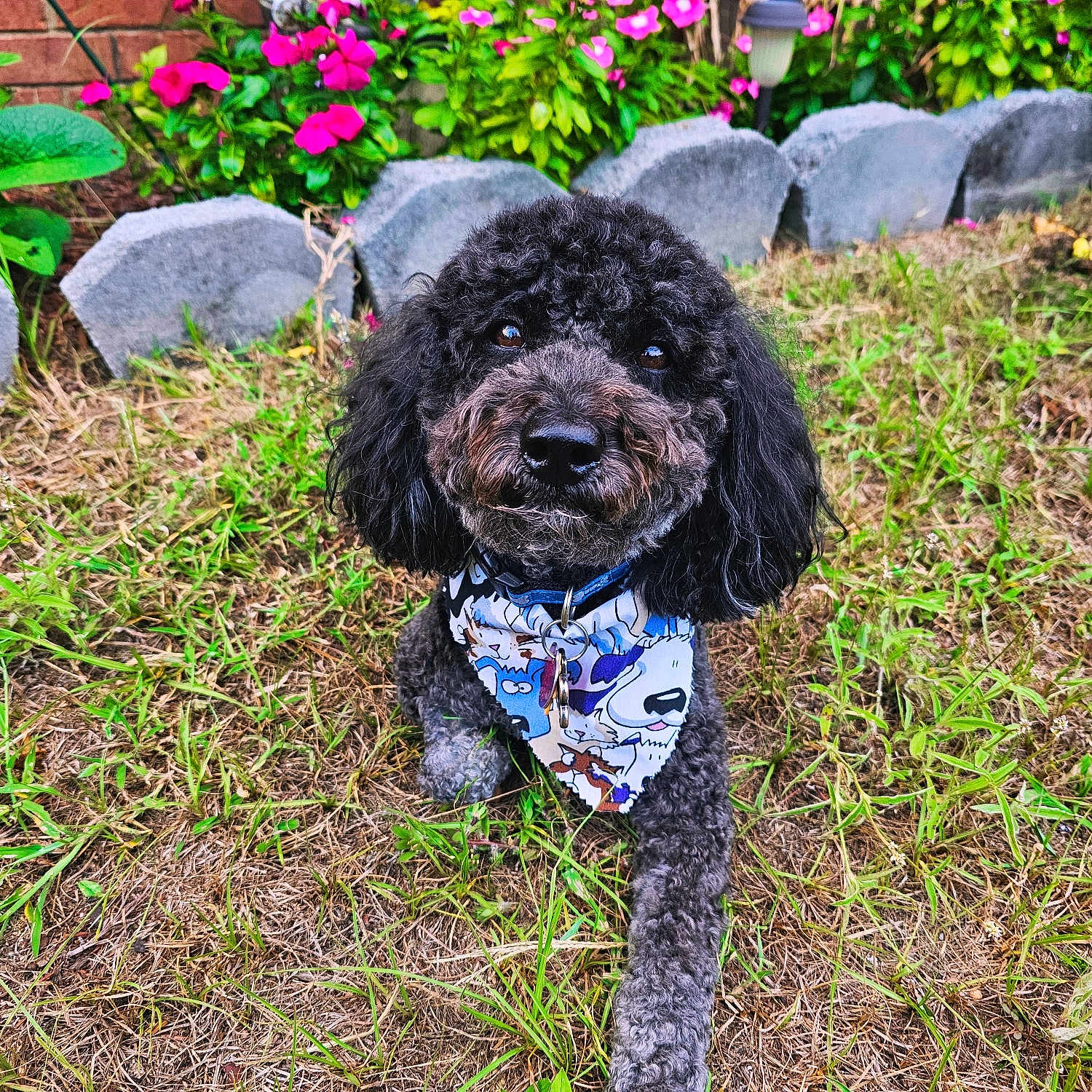 Caesar is registered to the contest to win money with this photo: accessories, animal, backyard, canine, dog, flower, grass, jar, pet, plant, planter, poodle, pottedplant, pottery, puppy, rock, slate, soil, vase, vegetation