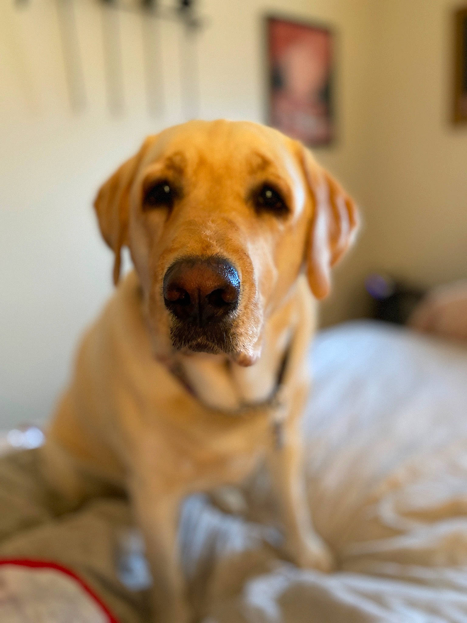 Claire is registered to the contest to win money with this photo: canidae, carnivore, companion_dog, dog, dog_breed, eye, fawn, fur, guard_dog, labrador_retriever, pet_supply, picture_frame, puppy, retriever, snout, sporting_group, whiskers, working_animal, working_dog