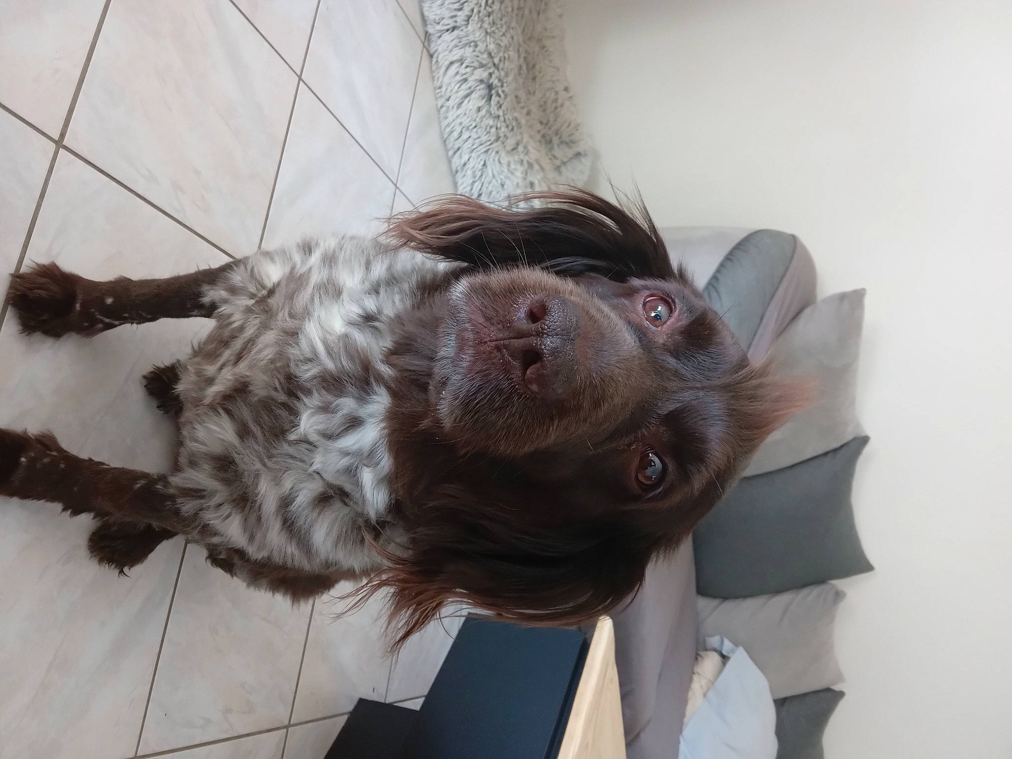 Iska participe au concours pour gagner de l'argent avec cette photo : canidae, carnivore, collar, companion_dog, dog, dog_breed, fawn, fur, gun_dog, liver, snout, sporting_group, tail, terrestrial_animal, wrinkle